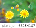 黄色い花 66254187