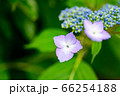 紫陽花の花 66254188