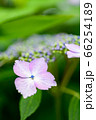 紫陽花の花 66254189