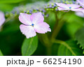 紫陽花の花 66254190