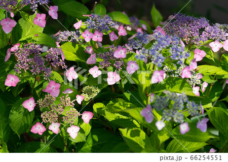 額紫陽花 赤紫色 額紫陽花 赤紫色 66254551