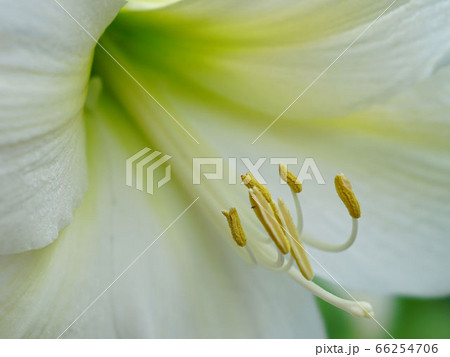 アマリリスの花 スノーホワイト の写真素材