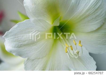 アマリリスの花 スノーホワイト の写真素材