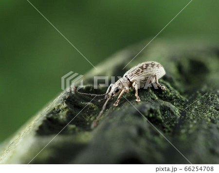 体長4~5mmのカシワクチブトゾウムシ 体長4~5mmのカシワクチブトゾウムシ 66254708