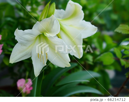 アマリリスの花 スノーホワイト の写真素材