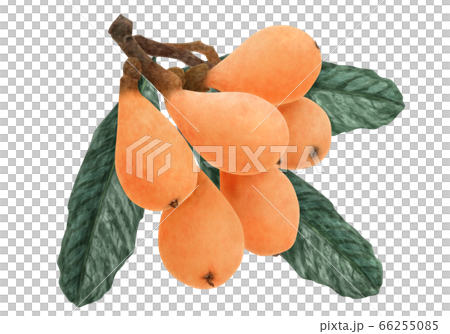 Fresh loquat and leaf watercolor 66255085