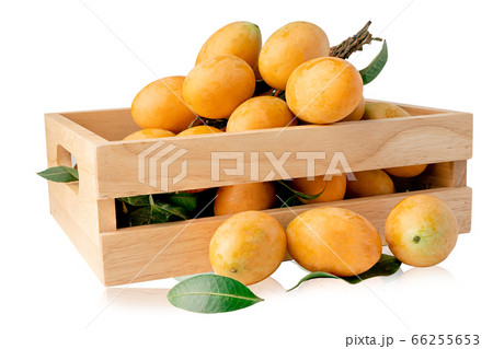 Thai Plango, Plum Mango, Mayongchid, Maprang or Sweet Yellow Marian Plum fruit Thai Plango, Plum Mango, Mayongchid, Maprang or Sweet Yellow Marian Plum fruit 66255653