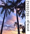 ヤシの木のシルエットと透明感のある夕焼け 66256042
