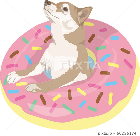 浮き輪と柴犬のイラスト素材 [66256174] - PIXTA