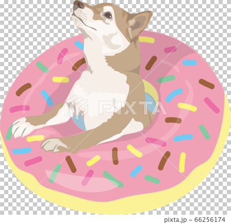 浮き輪と柴犬のイラスト素材