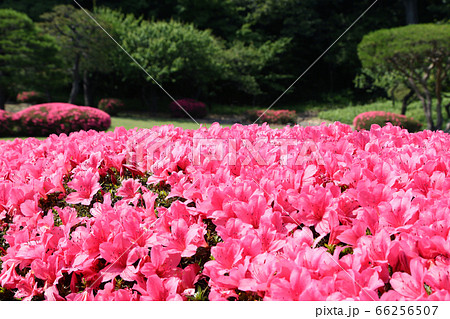 サツキツツジ 66256507