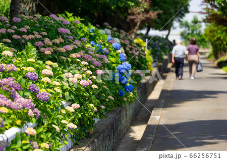 稲沢の紫陽花まつり　大塚性海寺歴史公園　公道から 66256751
