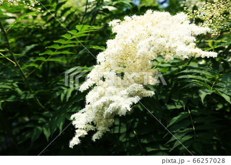 ニワナナカマドの花の写真素材