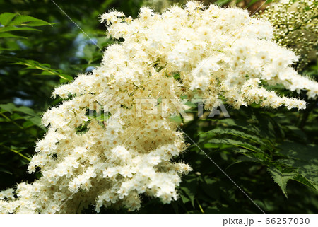 ニワナナカマドの花の写真素材