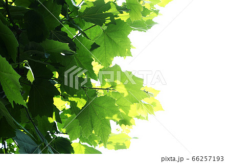 新緑のプラタナスの葉 66257193