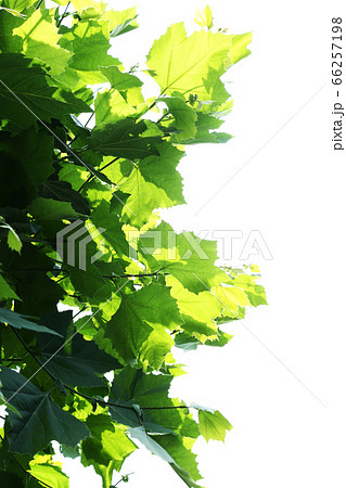 新緑のプラタナスの葉 66257198