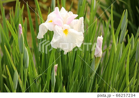 北山公園の見頃を迎えた白いハナショウブ（2） 66257234