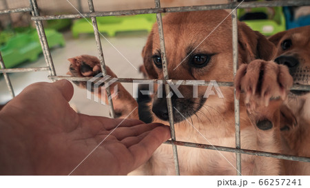 Close-up of male hand petting stray dog in pet Close-up of male hand petting stray dog in pet 66257241