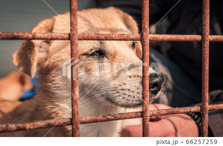 Portrait of sad dog in shelter behind fence Portrait of sad dog in shelter behind fence 66257259