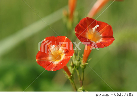 マルバツコウソウ花のアップ マルバツコウソウ花のアップ 66257285