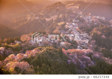 吉野山の千本桜 吉野山の千本桜 66257349