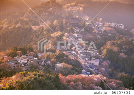 吉野山の千本桜 66257351