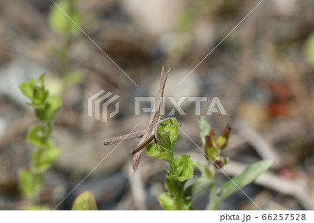 ショウリョウバッタ幼虫の写真素材 66257528 Pixta