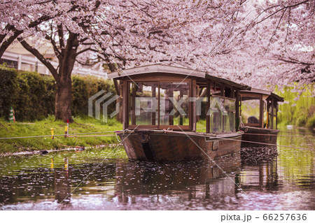 伏見十石舟の桜 伏見十石舟の桜 66257636