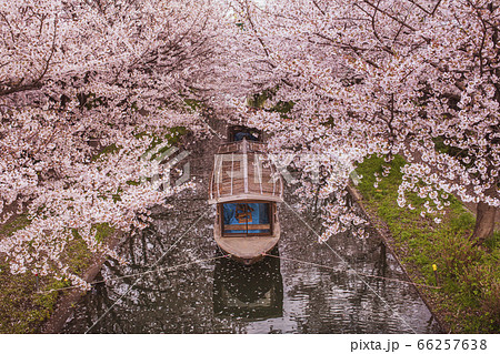 伏見十石舟の桜 66257638