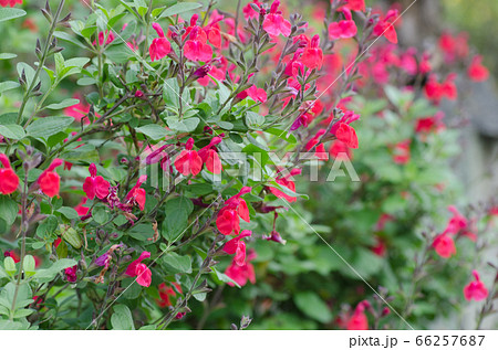 チェリーセージ サルビア ミクロフィラ 学名 Salvia Microphylla の写真素材