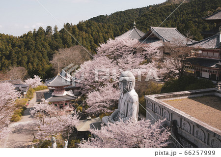 壺阪寺の桜大仏 壺阪寺の桜大仏 66257999