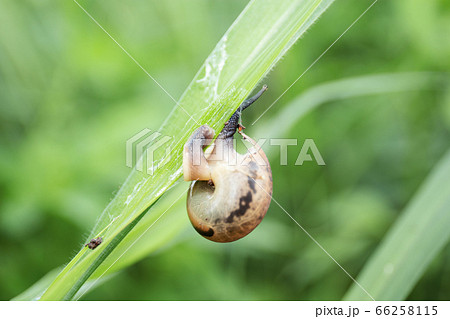 Snails with natural background. 66258115
