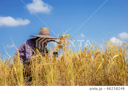 Farmers are harvesting on field. 66258246