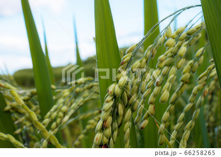 Ears of rice on fields. 66258265