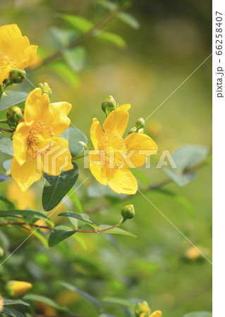 金糸梅(キンシバイ)の花とつぼみ 金糸梅(キンシバイ)の花とつぼみ 66258407