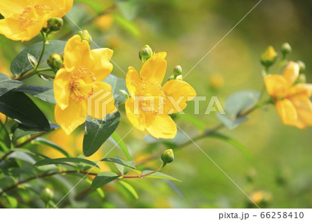 金糸梅(キンシバイ)の花とつぼみ 金糸梅(キンシバイ)の花とつぼみ 66258410
