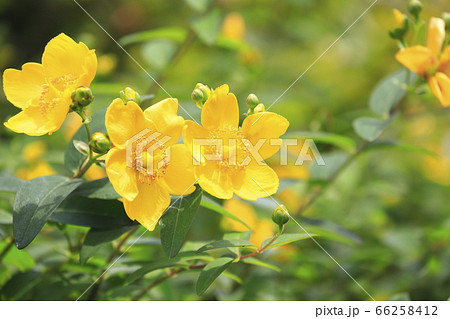金糸梅(キンシバイ)の花とつぼみ 金糸梅(キンシバイ)の花とつぼみ 66258412