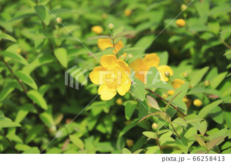 金糸梅(キンシバイ)の花とつぼみ 金糸梅(キンシバイ)の花とつぼみ 66258413