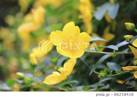 金糸梅(キンシバイ)の花とつぼみ 金糸梅(キンシバイ)の花とつぼみ 66258416