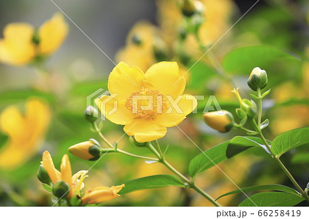 金糸梅 キンシバイ の花とつぼみの写真素材
