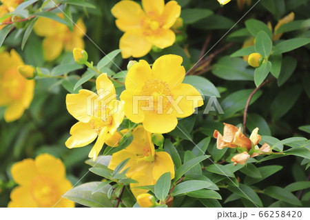 金糸梅(キンシバイ)の花とつぼみ 金糸梅(キンシバイ)の花とつぼみ 66258420