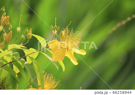 満開の美容柳（ビヨウヤナギ） 66258944