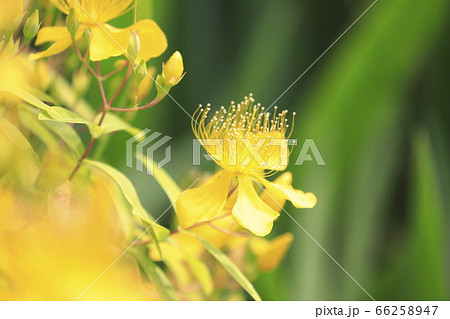 満開の美容柳(ビヨウヤナギ) 満開の美容柳(ビヨウヤナギ) 66258947