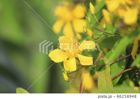 満開の美容柳（ビヨウヤナギ） 66258948