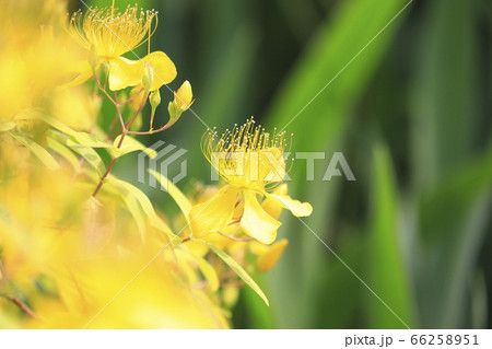 満開の美容柳（ビヨウヤナギ） 66258951