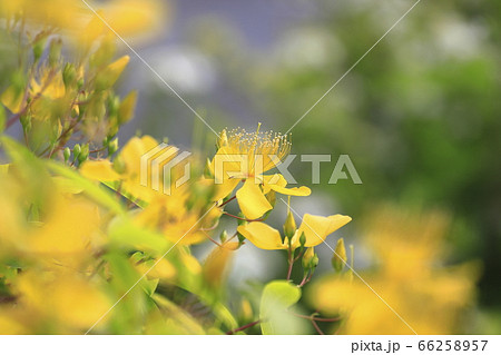 満開の美容柳（ビヨウヤナギ）　 66258957