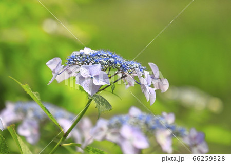 きれいなガクアジサイ 66259328