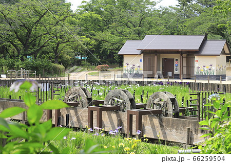 東京都足立区　初夏のしょうぶ沼公園 66259504