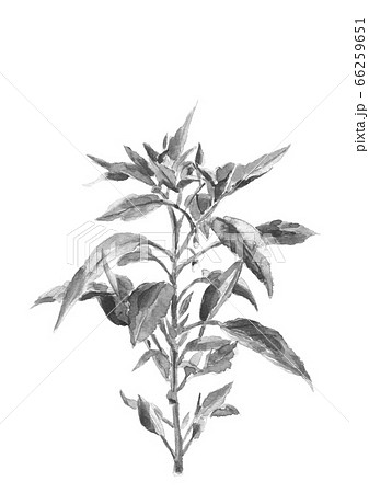 イラストビジネスウーマン 水墨画原画 肉筆原画 水墨画 墨彩画 絵画 美人画 手描きイラスト - メルカリ