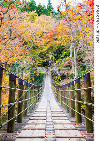 花貫渓谷の秋 汐見滝吊り橋と紅葉風景 茨城県高萩市 19年11月の写真素材